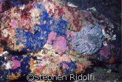 COLORS EVERYWHERE. This was taken 2 weeks ago at point Lo... by Stephen Ridolfi 